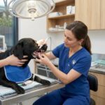 La importancia de la salud dental en perros y gatos: Más que una cuestión de aliento