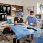 BlackVet acerca la cirugía veterinaria especializada a Coquimbo: Seguridad y tecnología en cada procedimiento