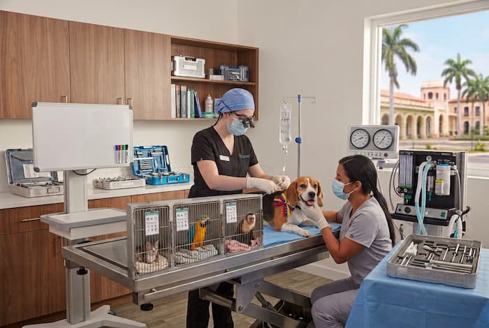 Hospital <br>Veterinario